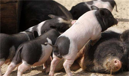 如何绿色养殖-猪价行情_生猪价格_仔猪价格_猪肉价格_种猪价格_玉米价格
