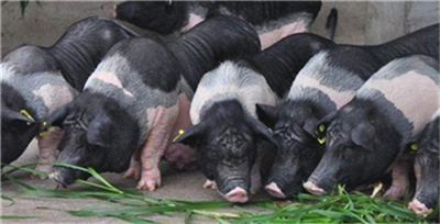 如何绿色养殖-猪价行情_生猪价格_仔猪价格_猪肉价格_种猪价格_玉米价格